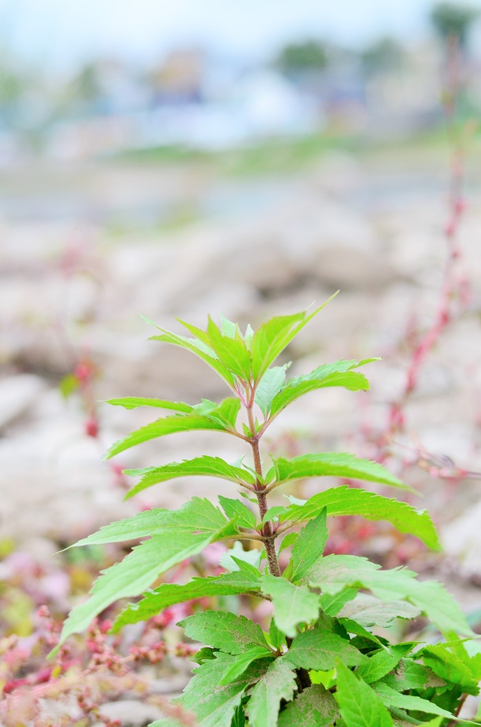 Deutschlandtour_Bullitour_Deutschlandreise_Reise durch Deutschland_mit dem Bulli durch Deutschland_Flitterwochen in Deutschland_Hochzeitsreise durch Deutschland_Andrenach_Koblenz_4 (7786776)
